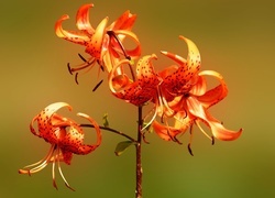 Oryginalny obrazek