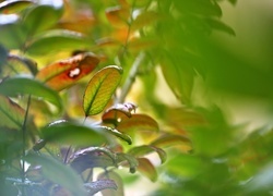 Oryginalny obrazek