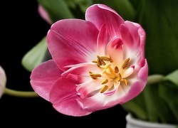 Oryginalny obrazek
