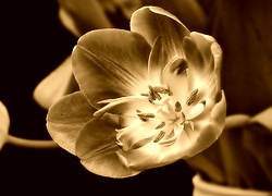 Sepia