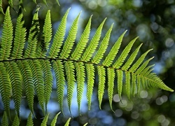 Oryginalny obrazek