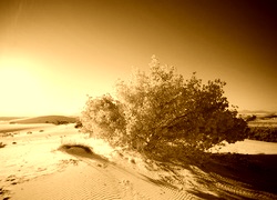 Sepia