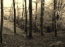 Szary + Sepia