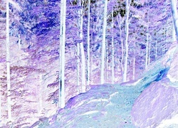 Negatyw