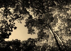 Szary + Sepia