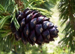Oryginalny obrazek