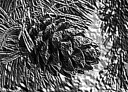 Skamielina