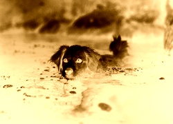 Sepia + Negatyw