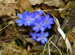 Oryginalny obrazek