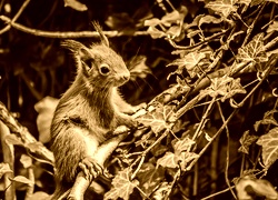 Sepia