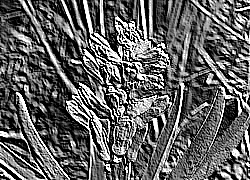 Skamielina