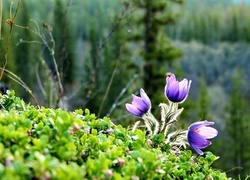 Oryginalny obrazek