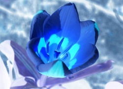 Negatyw