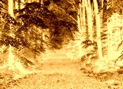 Sepia + Negatyw