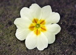 Oryginalny obrazek