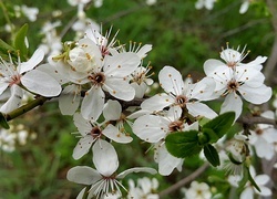 Oryginalny obrazek