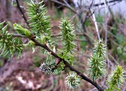 Oryginalny obrazek