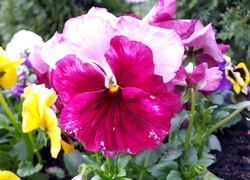 Oryginalny obrazek