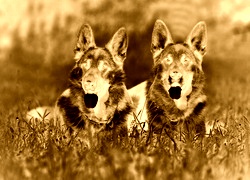 Sepia + Negatyw
