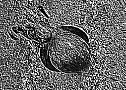 Skamielina