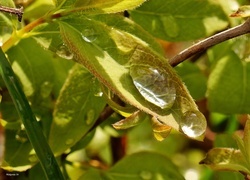 Oryginalny obrazek