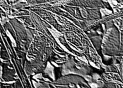 Skamielina