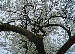 Oryginalny obrazek