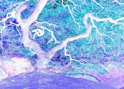 Negatyw