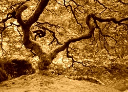 Sepia