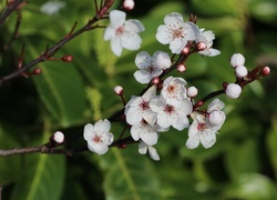 Oryginalny obrazek