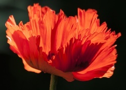 Oryginalny obrazek