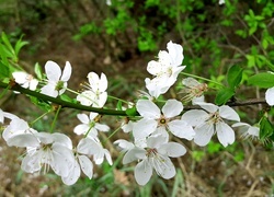 Oryginalny obrazek