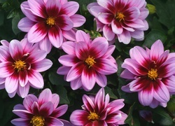 Oryginalny obrazek