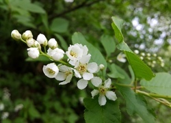 Oryginalny obrazek