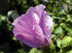 Oryginalny obrazek