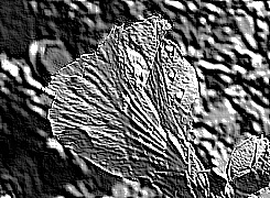 Skamielina
