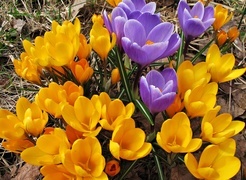 Oryginalny obrazek
