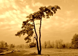 Sepia