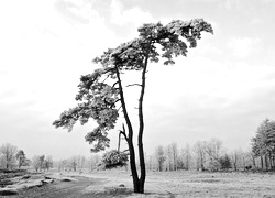 Szary + Sepia
