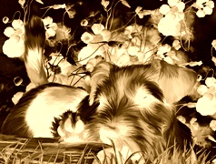 Sepia + Negatyw