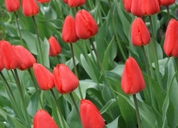 Oryginalny obrazek