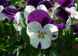 Oryginalny obrazek