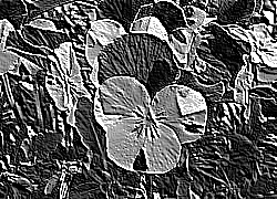 Skamielina
