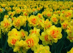 Oryginalny obrazek