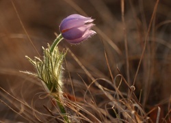 Oryginalny obrazek