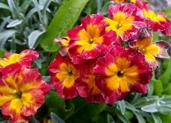 Oryginalny obrazek