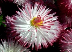 Oryginalny obrazek