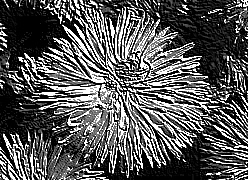 Skamielina