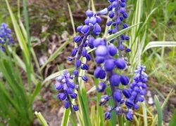 Oryginalny obrazek