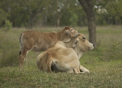 Oryginalny obrazek